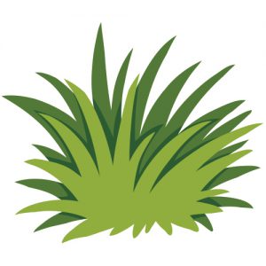 Grass