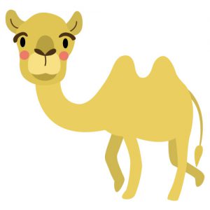 Camel