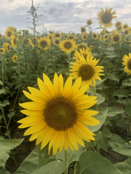 Close up of a sunflower field