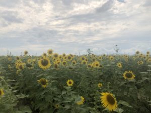 Field of sunflowers on a partly cloudy day